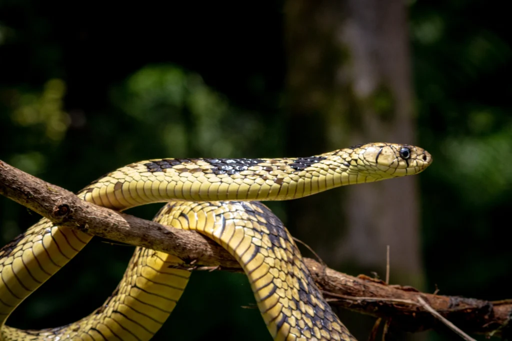 Spilotes pullatus