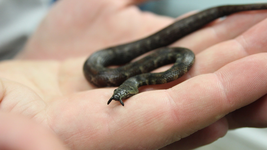 Tentacled snake baby